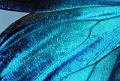 aile morpho menelaus